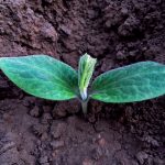 Plant Spacing Guide for Square Foot Gardening