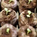 Seedlings