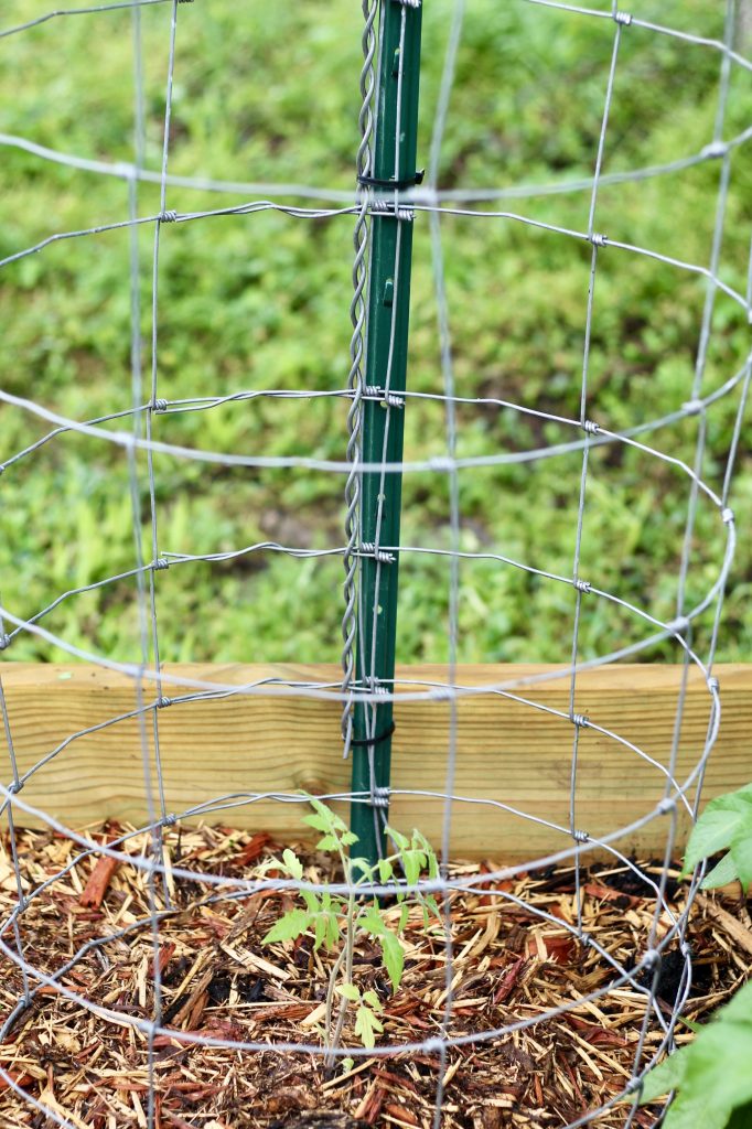 DIY Sturdy Tomato Cages