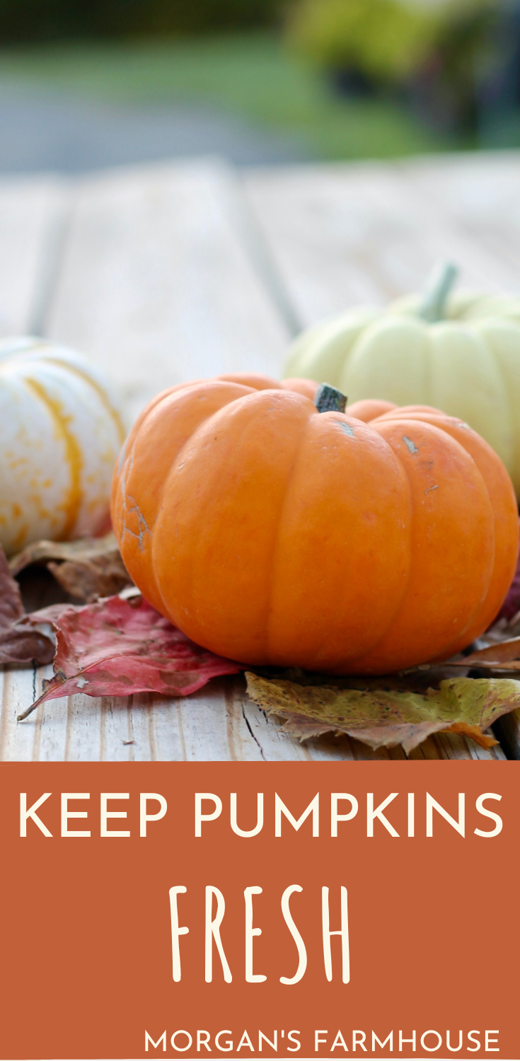 How to Keep Pumpkins Fresh Longer Farmhouse