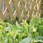 Homesteading Goals for 2023