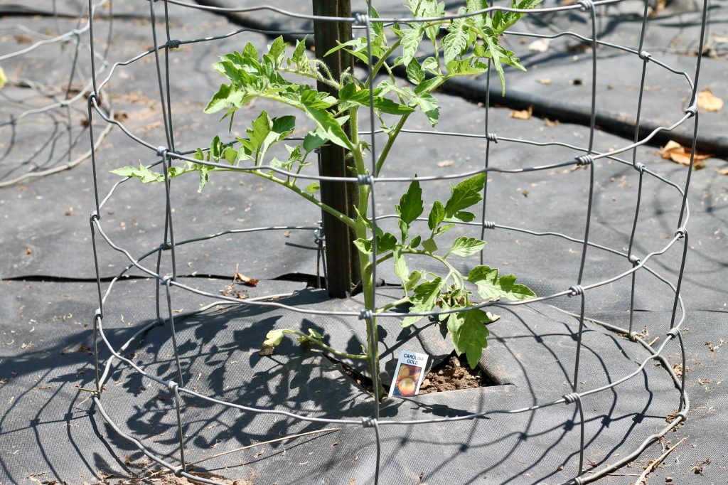 How to Rotate Crops- small tomato plant inside tomato cage