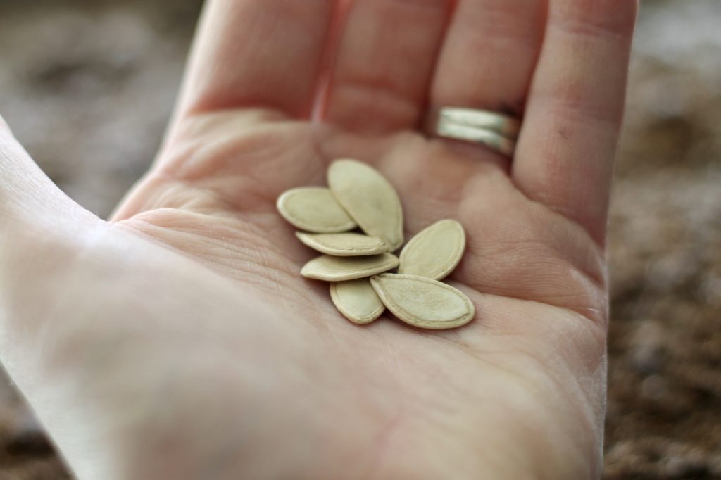 Hand with seeds in the palm