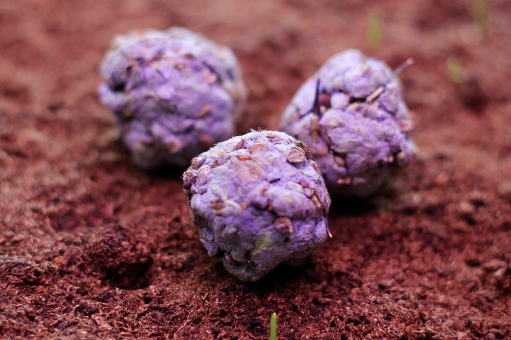 Seed bombs sitting on top of dirt
