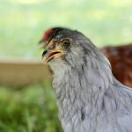 9 Reasons You Should Homestead Gray chicken