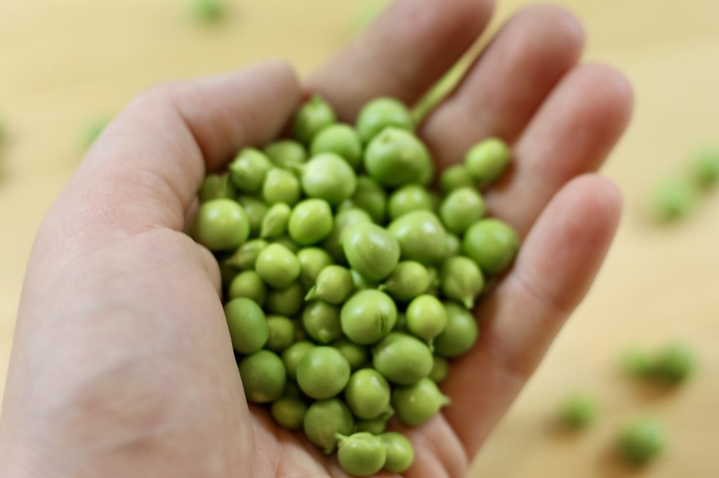fresh peas in a hand