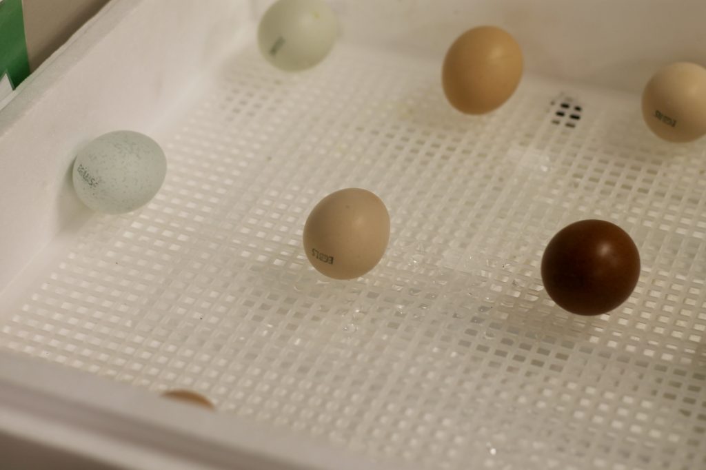 Multi colored chicken eggs in the incubator