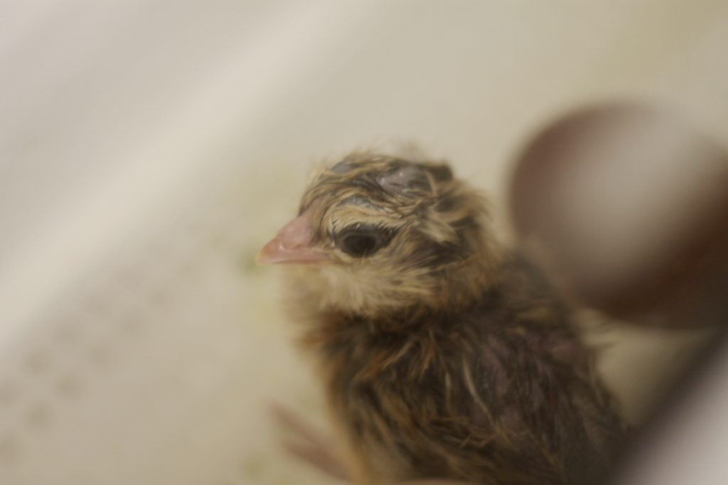 Baby chick in the incubator