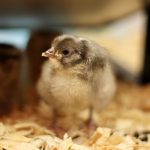 Hens or Roosters