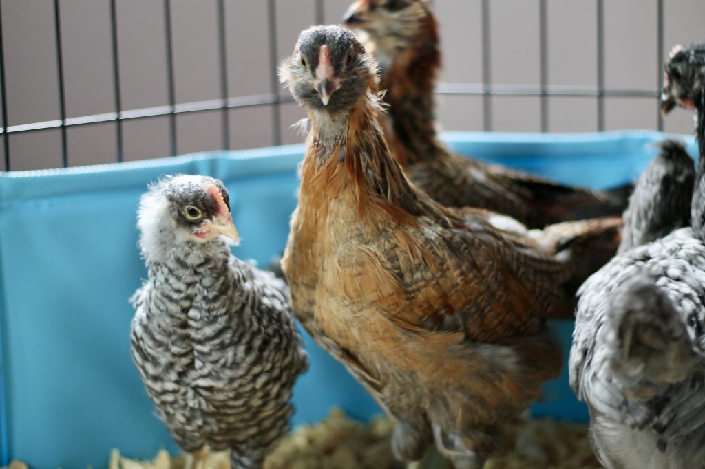 Huddle of brown, black, and white chickens
