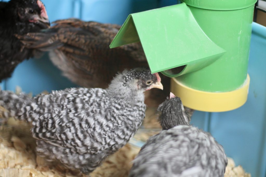 Chicks gathered around feeder