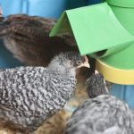 Chicks gathered around feeder