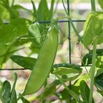 Early Spring Crops peas