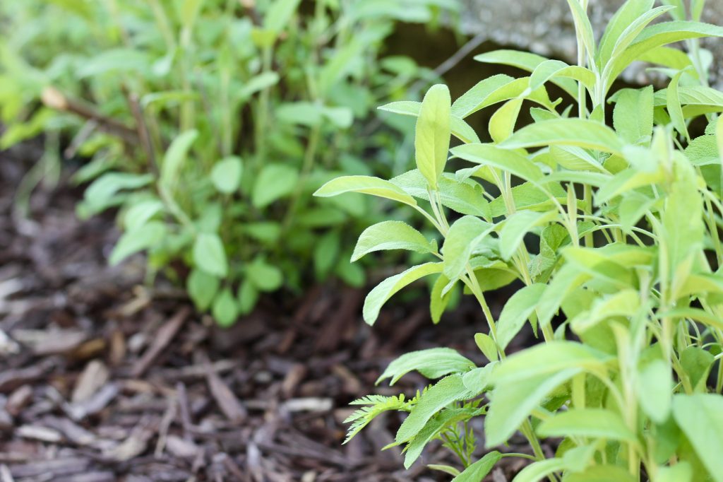 homestead garden with large sage plants